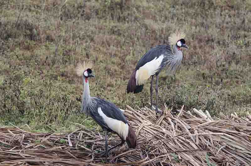 Grullas Coronada - lago Bunyonyi - Uganda 3.jpg